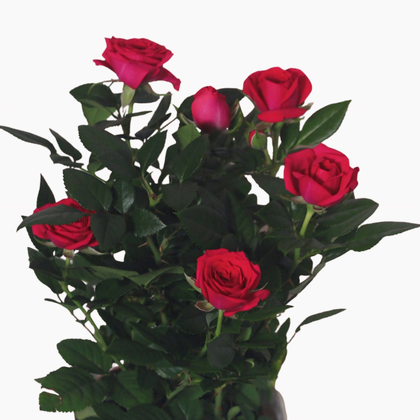 Miniature Roses - Holland