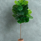 Giant Leaf Fiddle Leaf Fig Tree