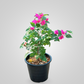 Bougainvillea Pink