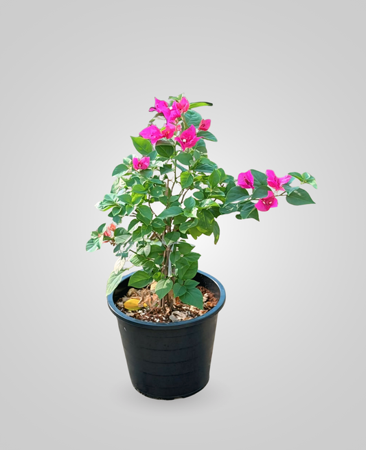 Bougainvillea Pink