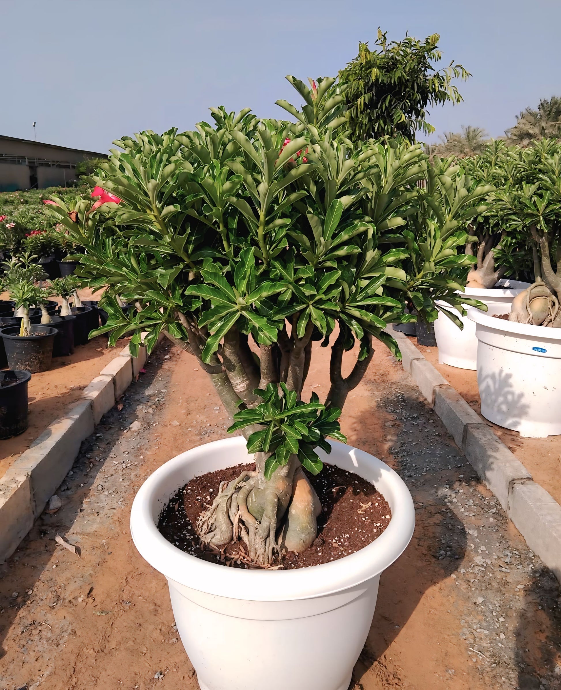 is adenium indoor plant Adenium Obesum - Desert Roses