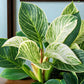 Philodendron