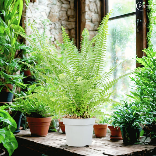 Boston Fern