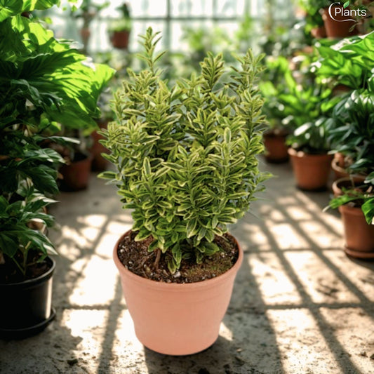 Evergreen Euonymus