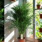 Areca Palm