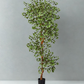 Variegated Ficus Tree