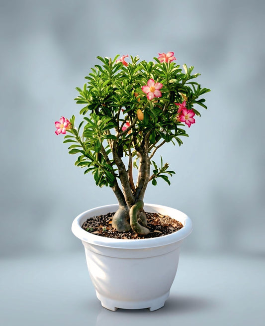 Pink Desert Rose (Adenium) in White Decorative Pot