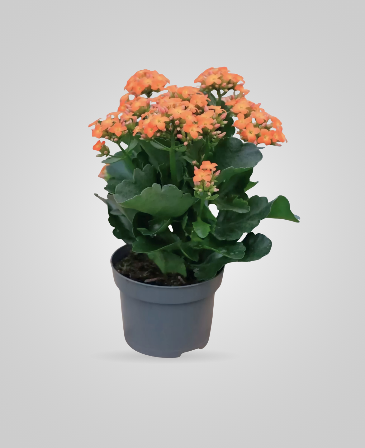 Kalanchoe Orange Indoor Plants - cplants.ae