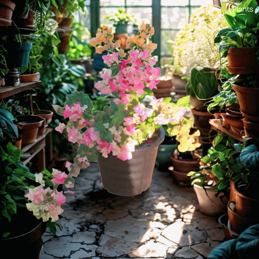 Bougainvillea Mix