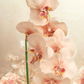 Orchid