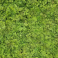 Artificial Moss