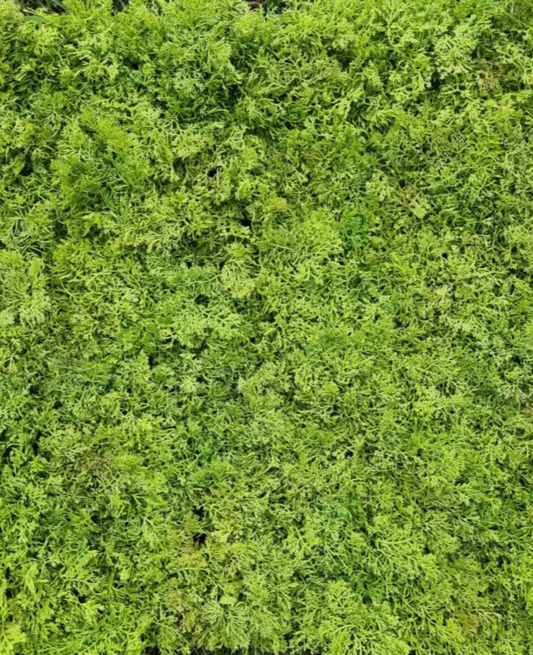 Artificial Moss