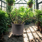 Sesuvium Green