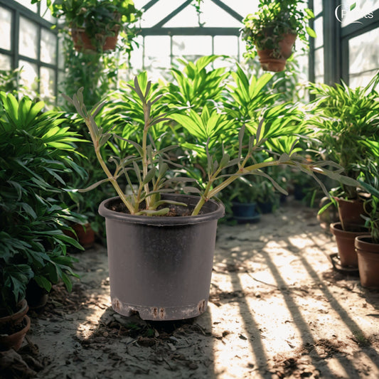 Sesuvium Green