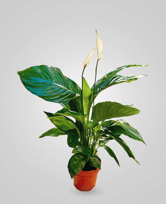 Peace Lily