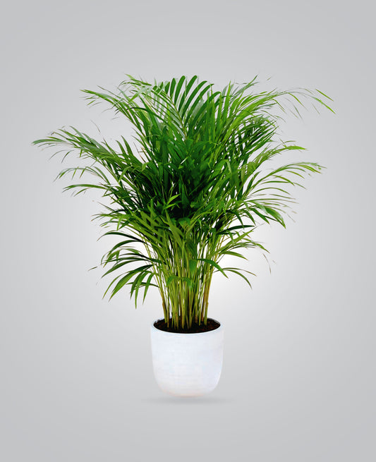 Areca Palm Indoor Plant - cplants.ae