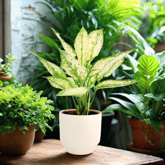 Aglaonema