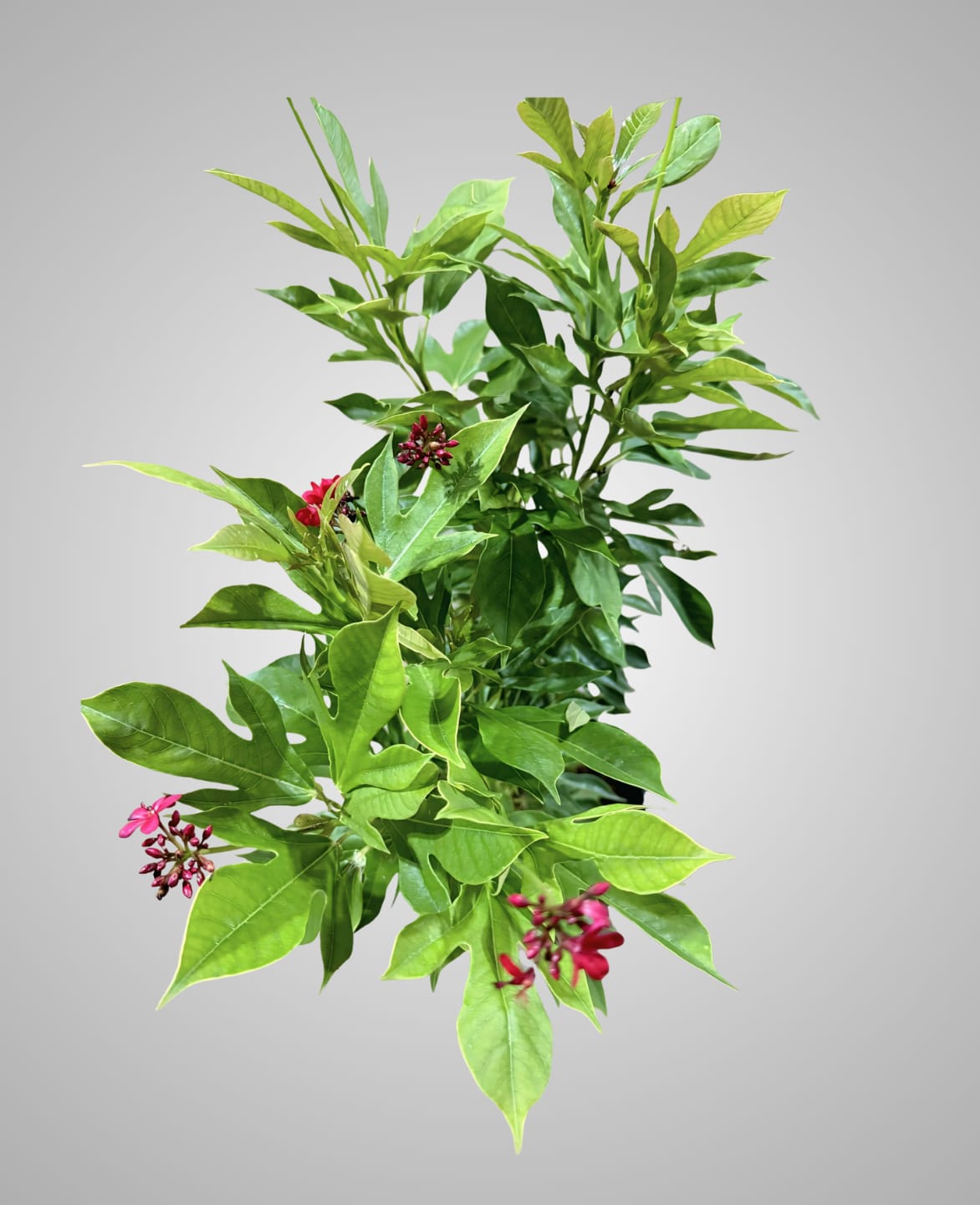 Jatropha Integerrima outdoor plants-cplants.ae