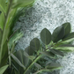 ZZ Plant