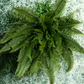 Boston Fern Plant