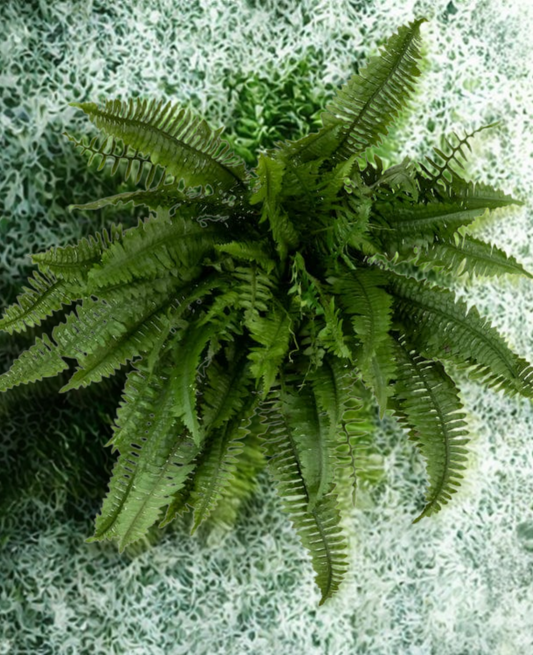 Boston Fern Plant