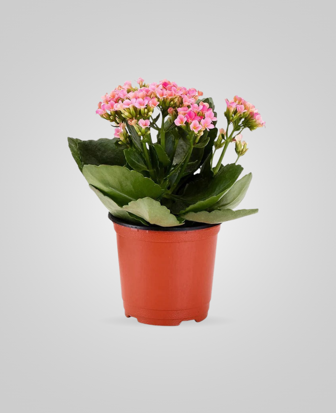 Kalanchoe Pink Indoor Plants - cplants.ae
