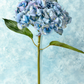 Hydrangea