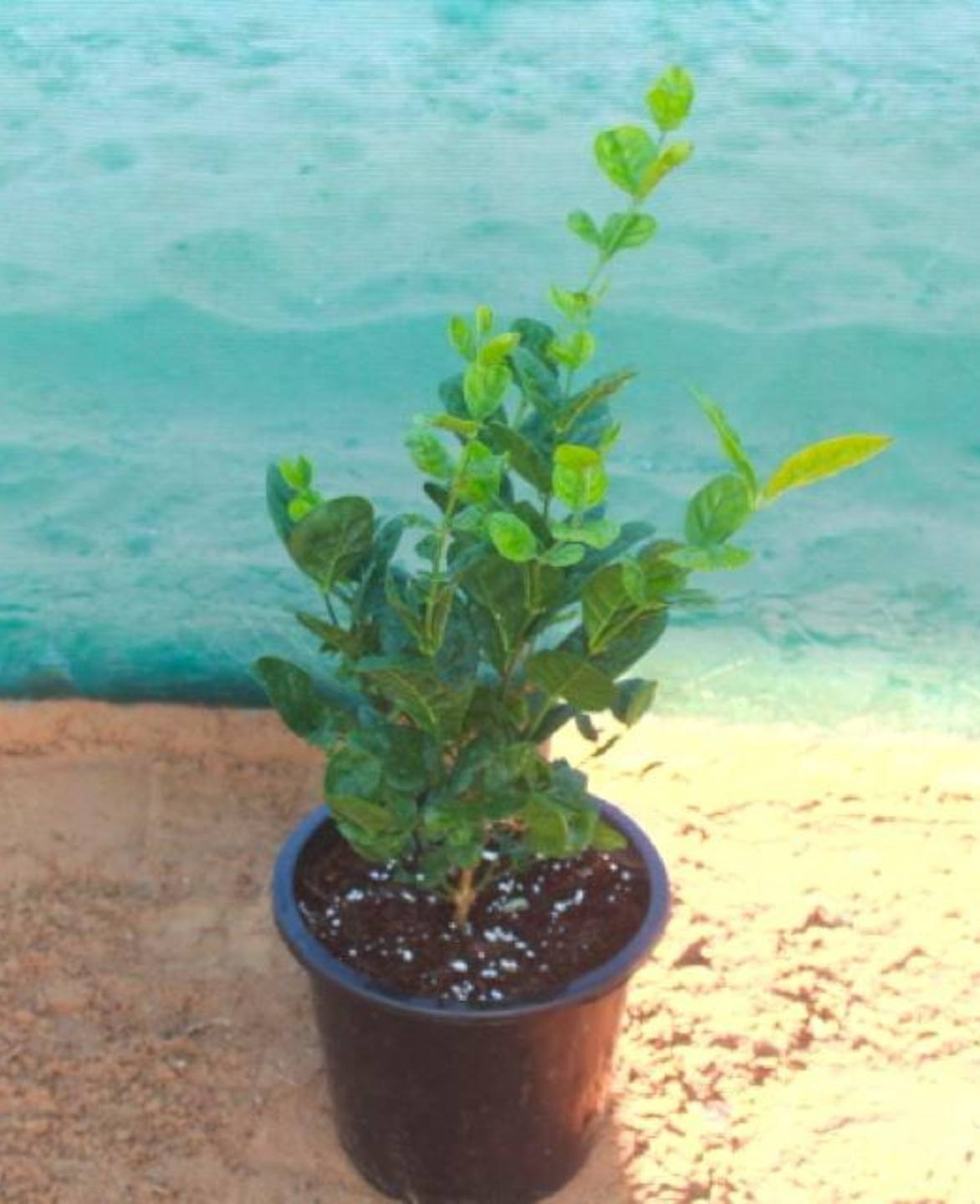 Arabian Jasmine/Jasmine Sambac