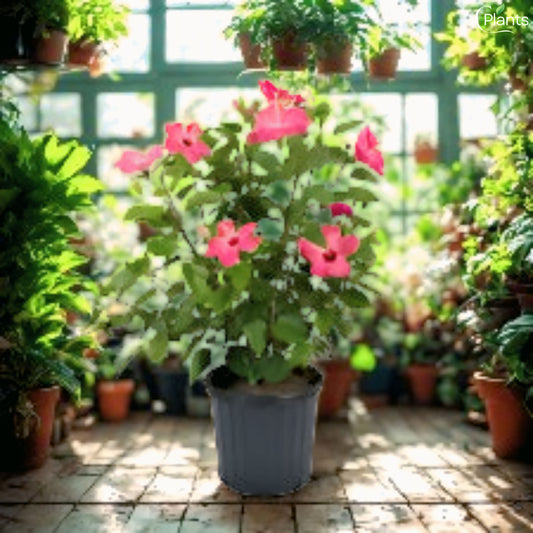 Hibiscus