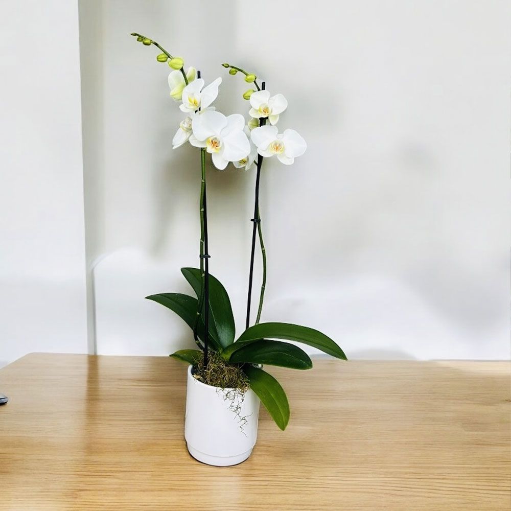 Double Stem White Orchid Online