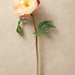 Peony