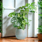 Monstera
