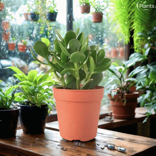Jade plant