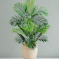 Paradise Palm