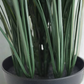 Grass Plant