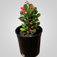 Euphorbia