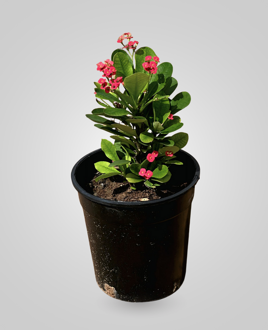 Euphorbia