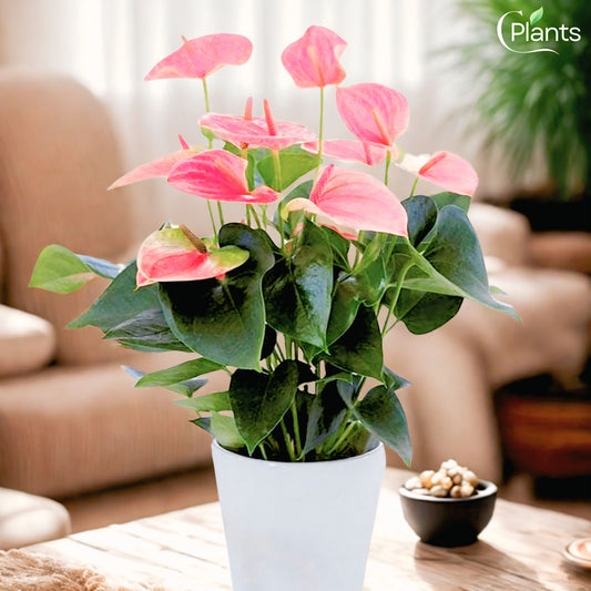Anthurium
