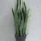 Snake Plant