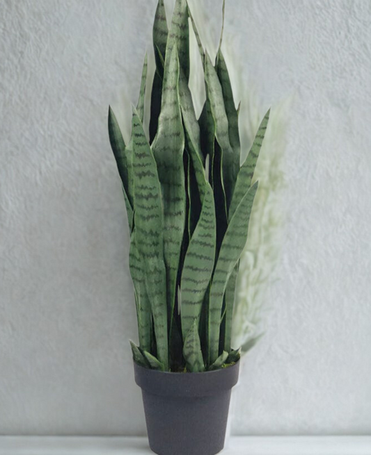Snake Plant