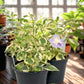 Asystasia Variegata