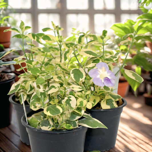 Asystasia Variegata