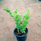 Arabian Jasmine/Jasmine Sambac