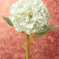 Hydrangea