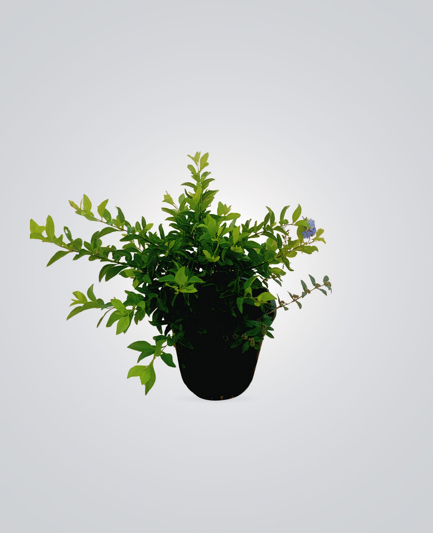 Duranta Erecta (Golden Dewdrop)