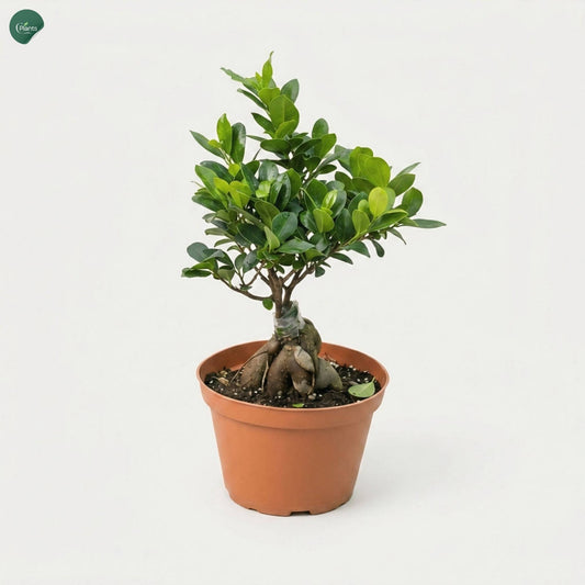 Ficus Bonsai Plant