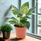 Philodendron