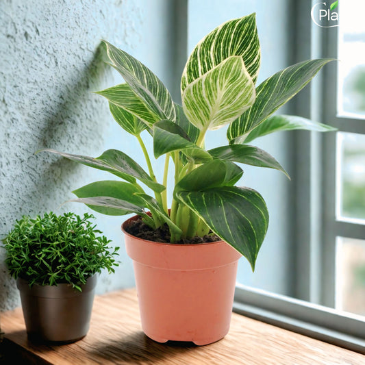 Philodendron