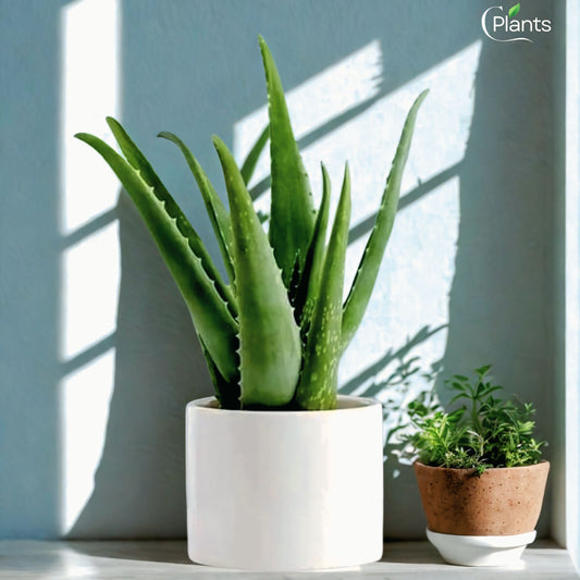 Aloe vera