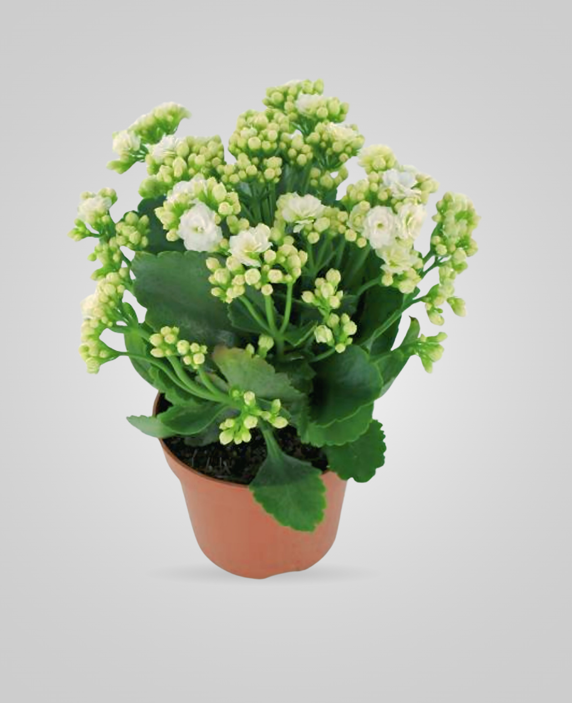 Kalanchoe white Indoor Plants - cplants.ae